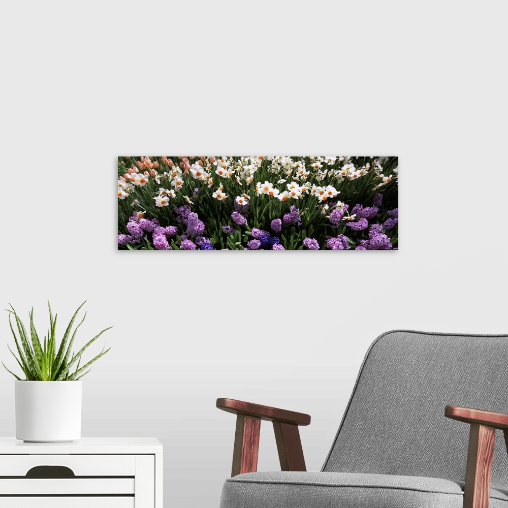 A modern room featuring High angle view of flowers in spring, Botanical Gardens of Buffalo & Erie County, Buffalo, New York
