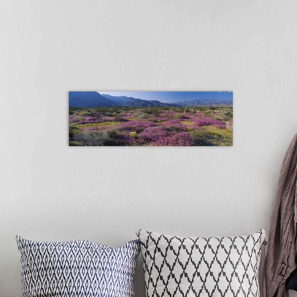 A bohemian room featuring High angle view of flowers on a landscape, Anza Borrego Desert State Park, California