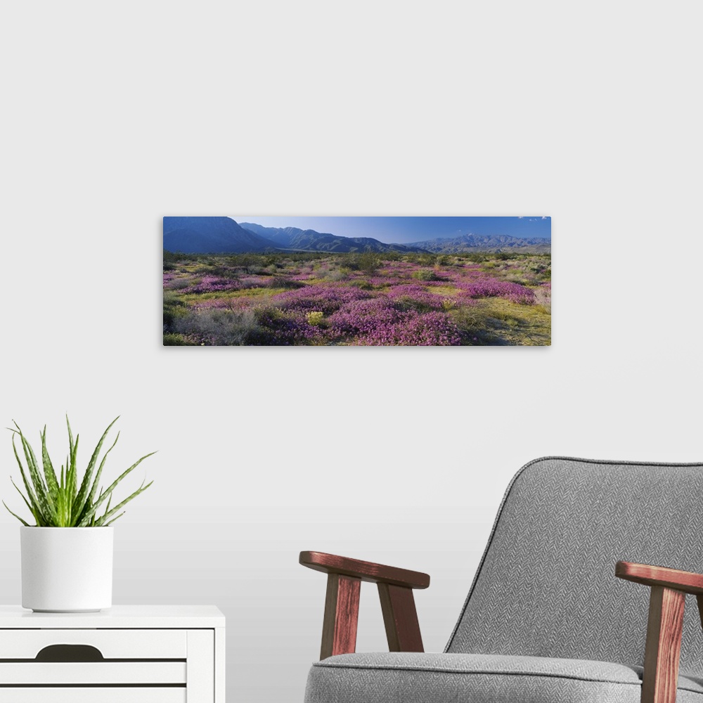 A modern room featuring High angle view of flowers on a landscape, Anza Borrego Desert State Park, California