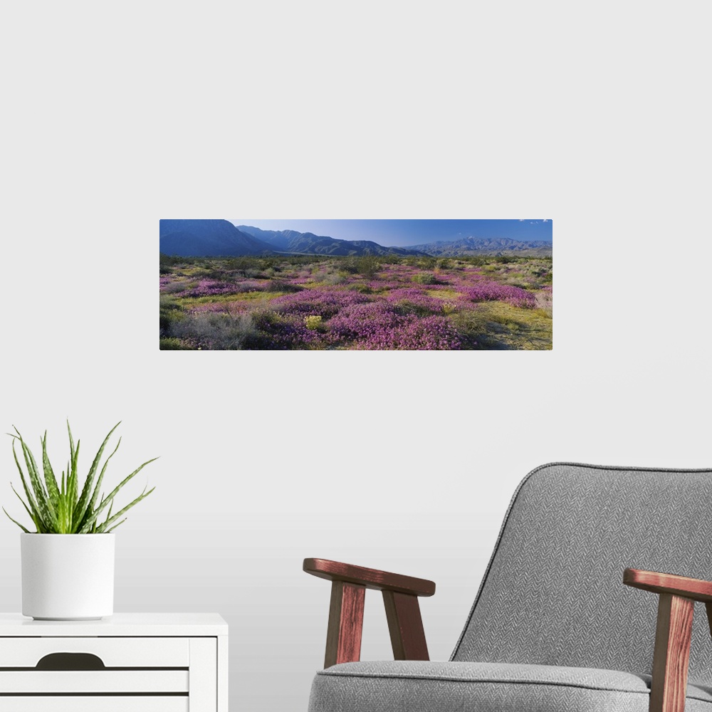 A modern room featuring High angle view of flowers on a landscape, Anza Borrego Desert State Park, California
