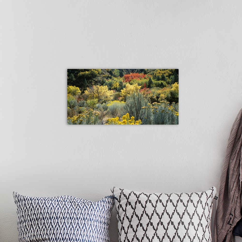 A bohemian room featuring High angle view of flowers, Utah County, Utah