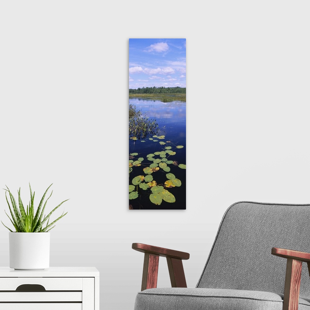 A modern room featuring High angle view of lily pads in a marsh, Adirondack State Park, Adirondack Mountains, New York State