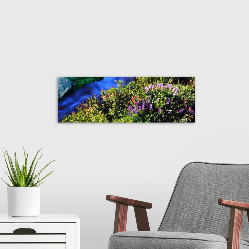 A modern room featuring High angle view of Lupine and Spirea flowers near a stream, Grand Teton National Park, Wyoming