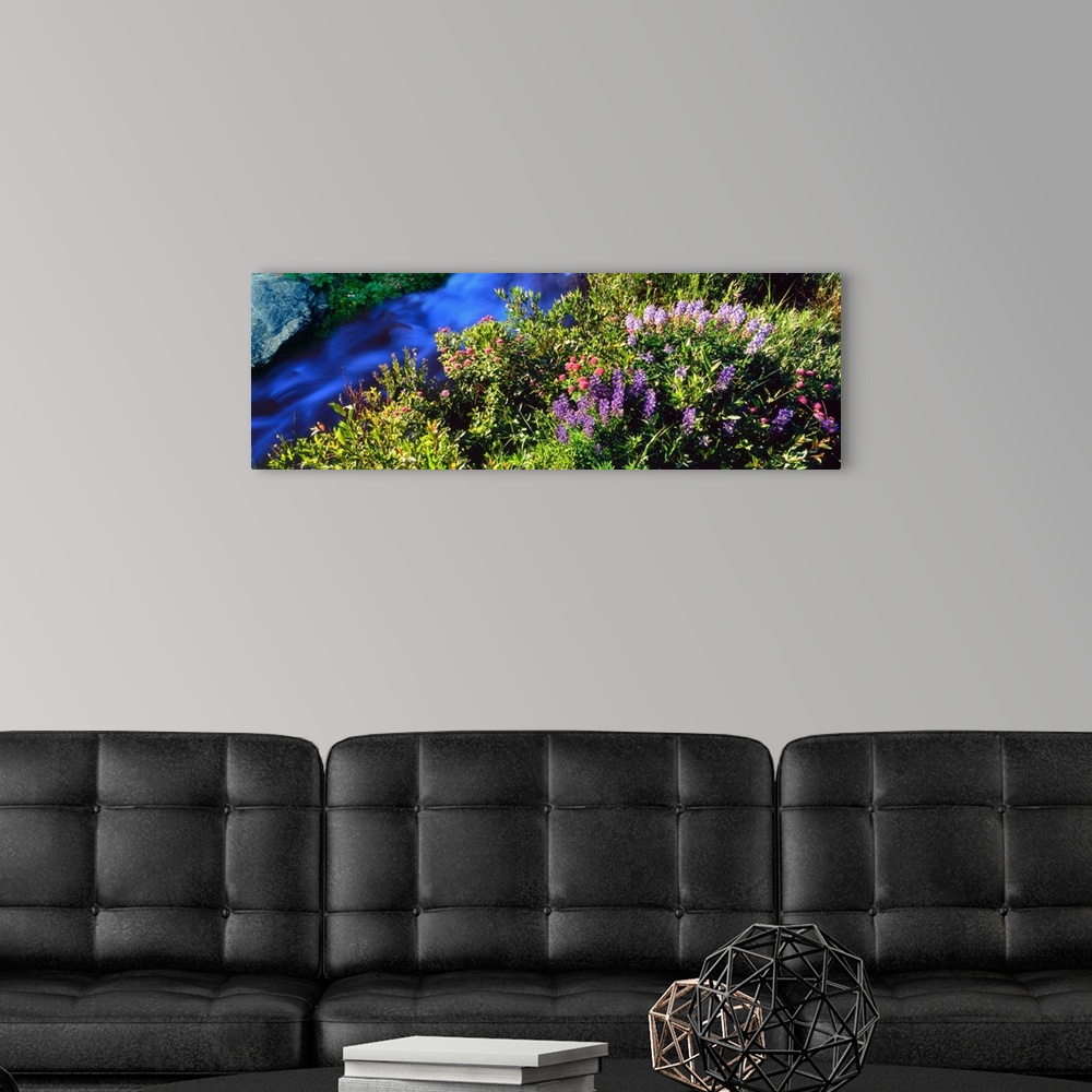 A modern room featuring High angle view of Lupine and Spirea flowers near a stream, Grand Teton National Park, Wyoming