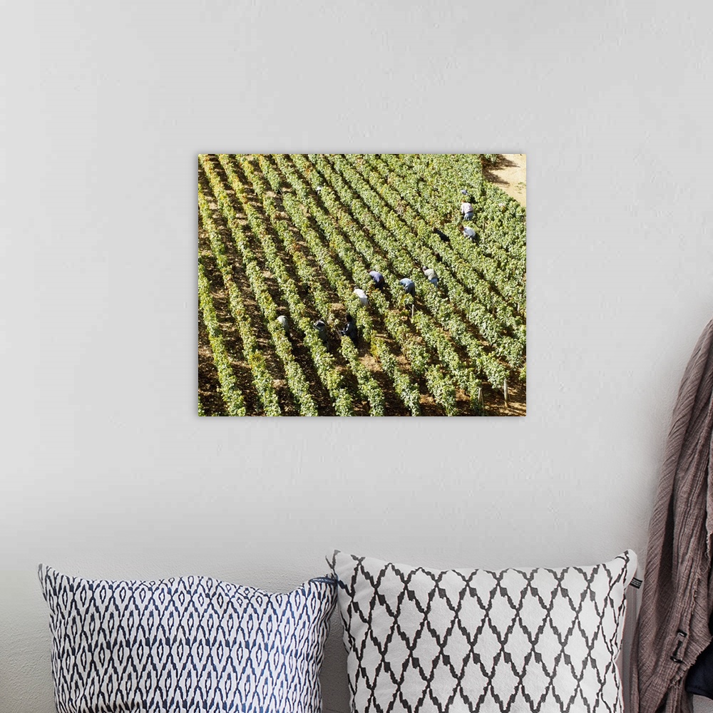 A bohemian room featuring High angle view of manual workers picking grapes in a vineyard, Burgundy, France