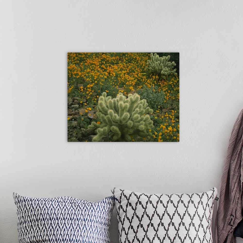 A bohemian room featuring High angle view of Mexican Gold Poppies (Eschscholzia mexicana) with Teddy Bear Cholla (Opuntia b...