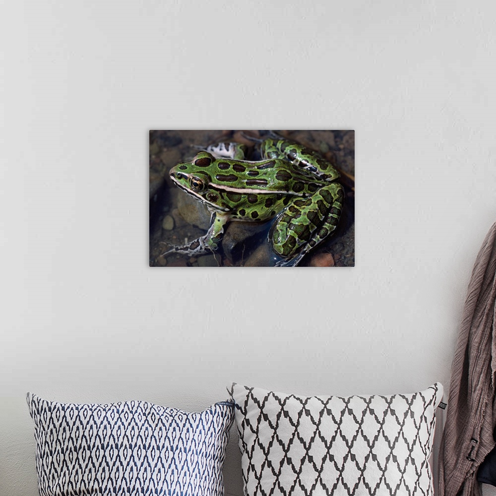 A bohemian room featuring High angle view of northern leopard frog (Rana pipiens) in shallow water, New York