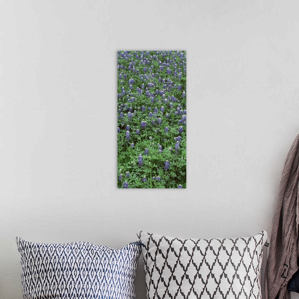 A bohemian room featuring High angle view of plants, Bluebonnets, Austin, Texas