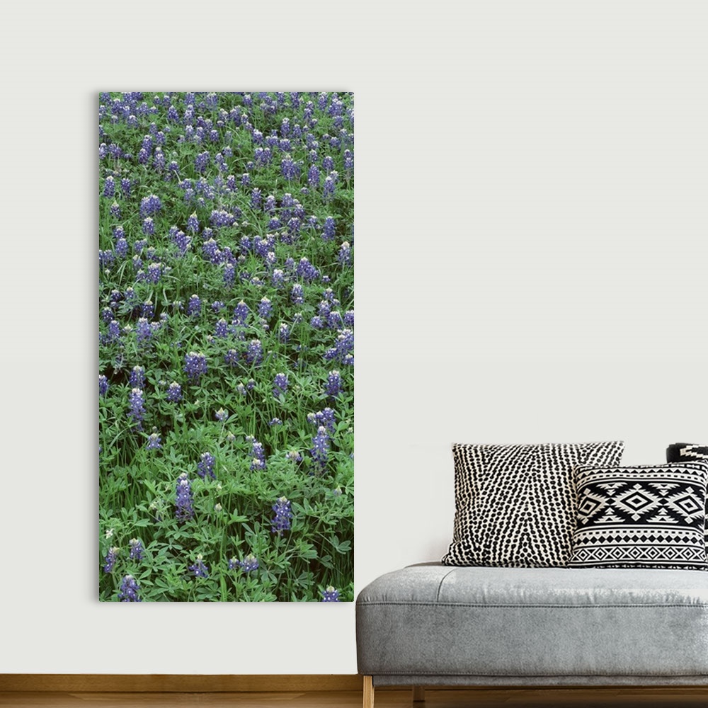 A bohemian room featuring High angle view of plants, Bluebonnets, Austin, Texas