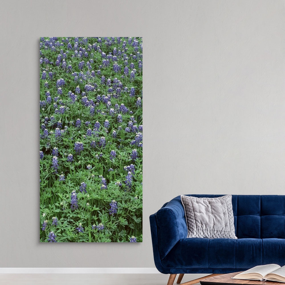 A modern room featuring High angle view of plants, Bluebonnets, Austin, Texas