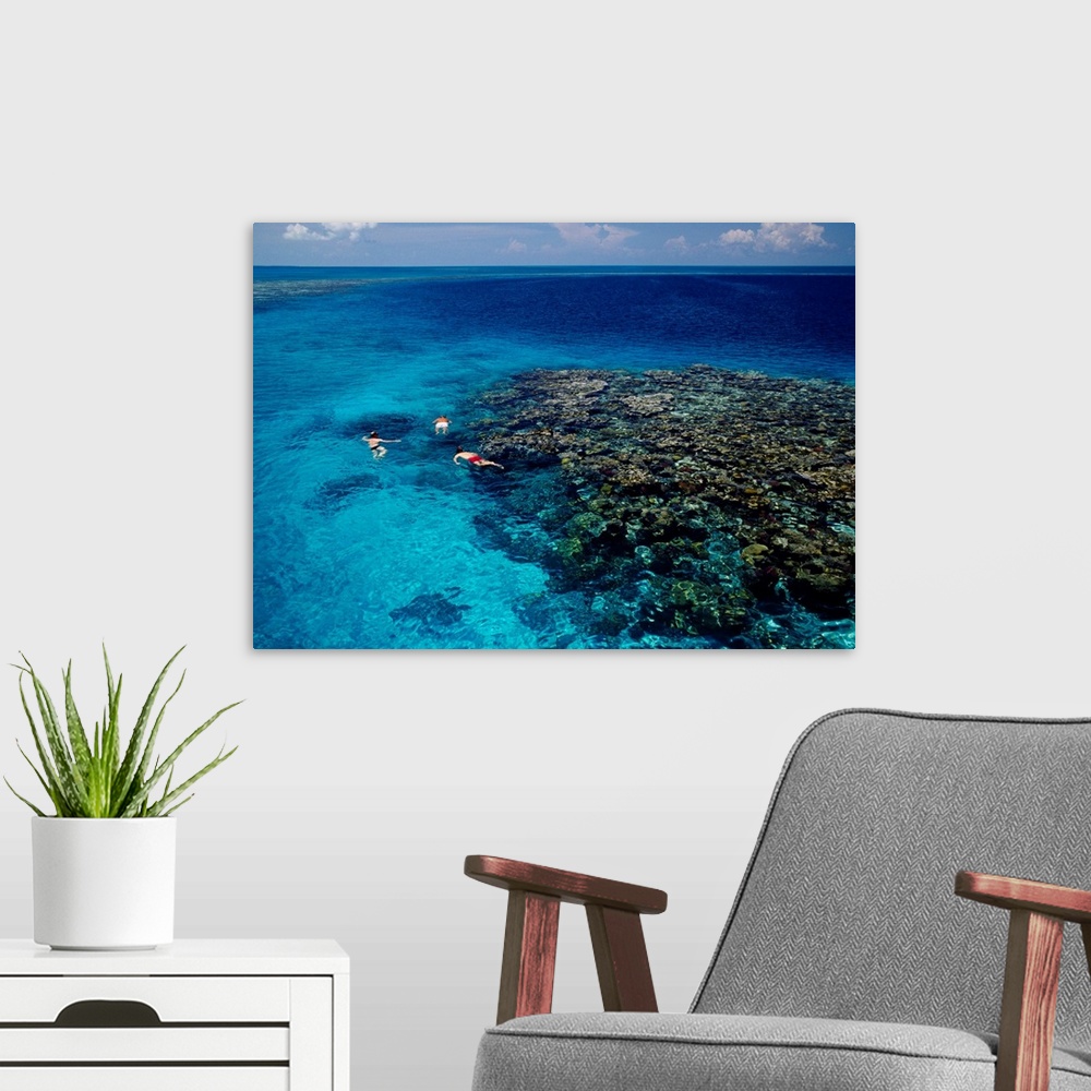 A modern room featuring High angle view of three men snorkeling in the sea, Blue Hole, Lighthouse Reef, Belize