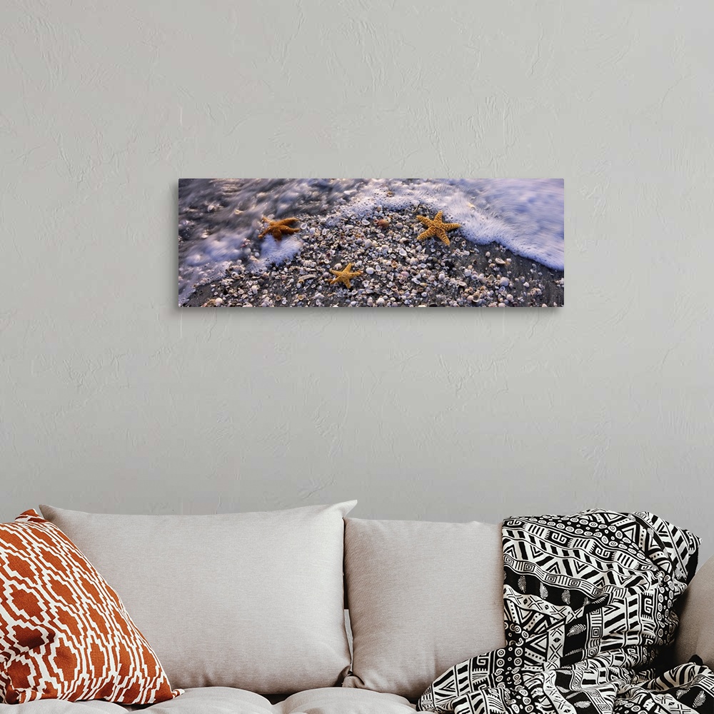 A bohemian room featuring Panoramic photo of three sea stars among several small shells in the sand covered with foam from ...