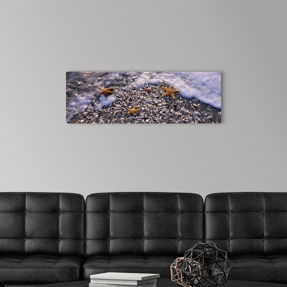 A modern room featuring Panoramic photo of three sea stars among several small shells in the sand covered with foam from ...