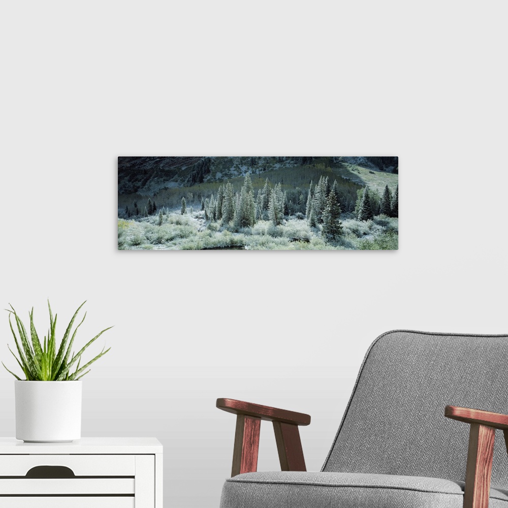 A modern room featuring This is a panoramic photograph of conifer threes growing on a mountain side and in the shade of a...
