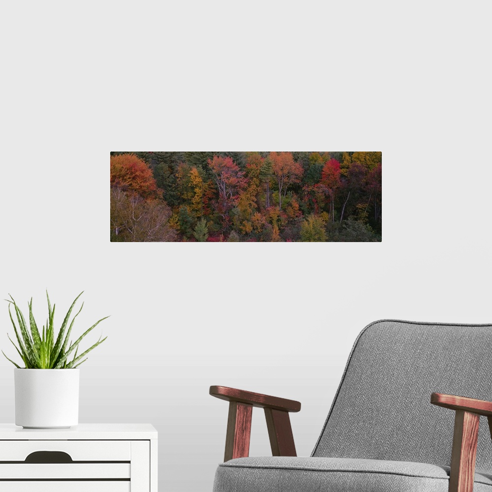 A modern room featuring High angle view of trees in a forest, Mohawk Trail, Massachusetts