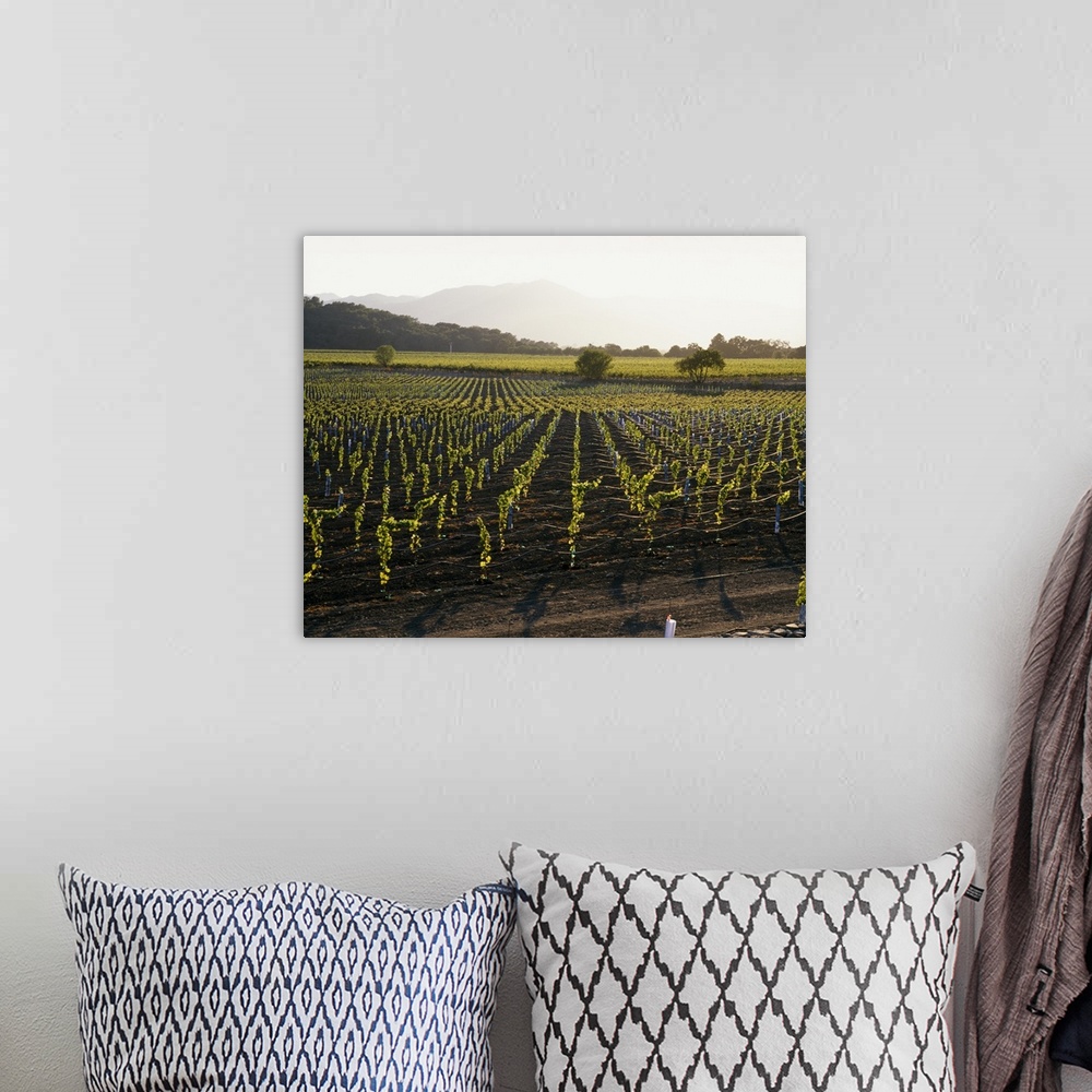 A bohemian room featuring High angle photo looking down at rows of grape vines growing in Napa Valley, California with the ...