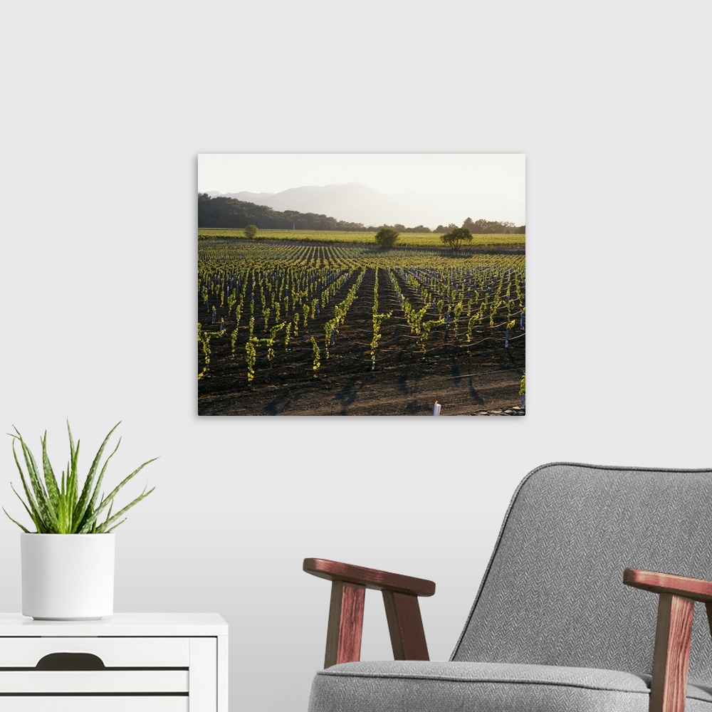 A modern room featuring High angle photo looking down at rows of grape vines growing in Napa Valley, California with the ...