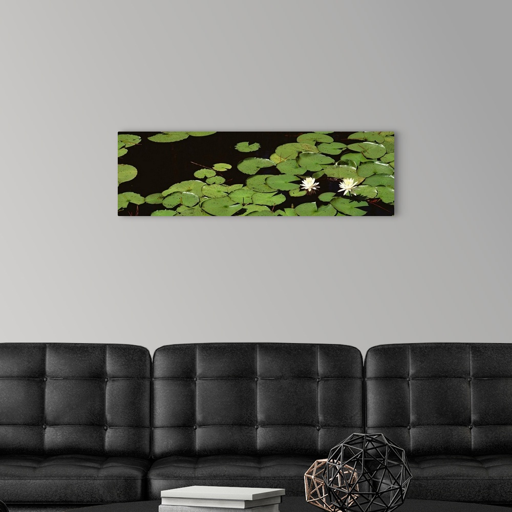 A modern room featuring High angle view of Water Lilies, Suwannee Recreation Area, Okefenokee National Wildlife Refuge, G...