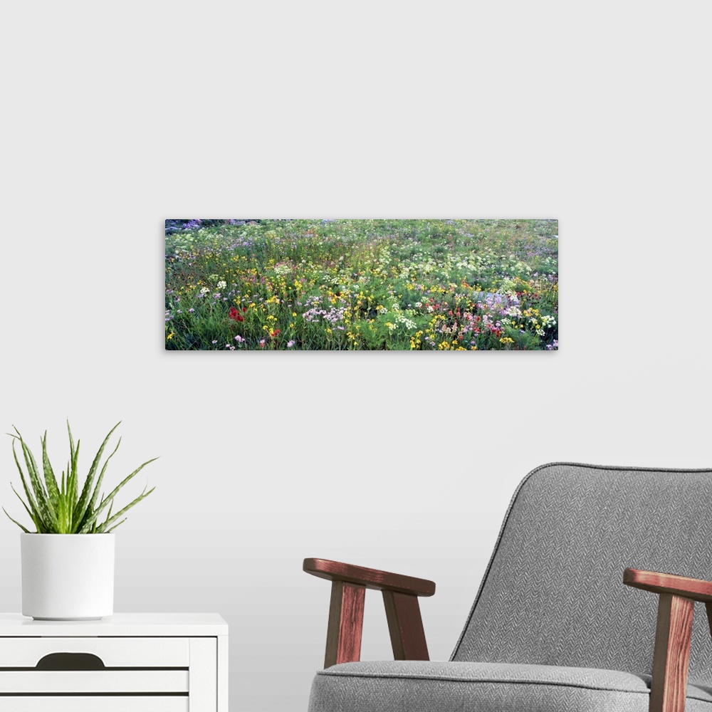 A modern room featuring Landscape, oversized photograph of a field of tall grasses and various wildflowers in Grand Teton...