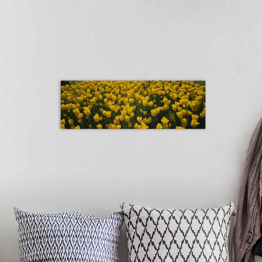A bohemian room featuring Large horizontal photograph of a dense field of bright, golden tulips in the sun, in Holland, Mic...