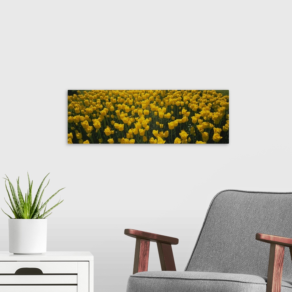 A modern room featuring Large horizontal photograph of a dense field of bright, golden tulips in the sun, in Holland, Mic...