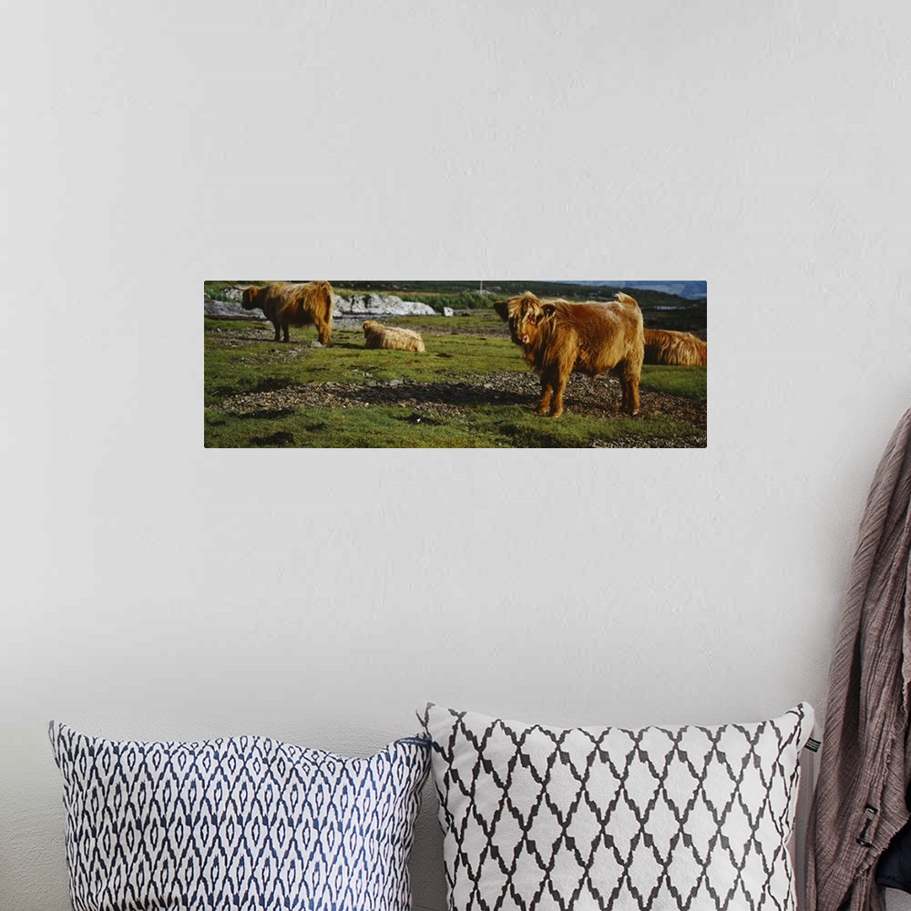 A bohemian room featuring Highland Cattle on a grassy field, Isle of Mull, Scotland