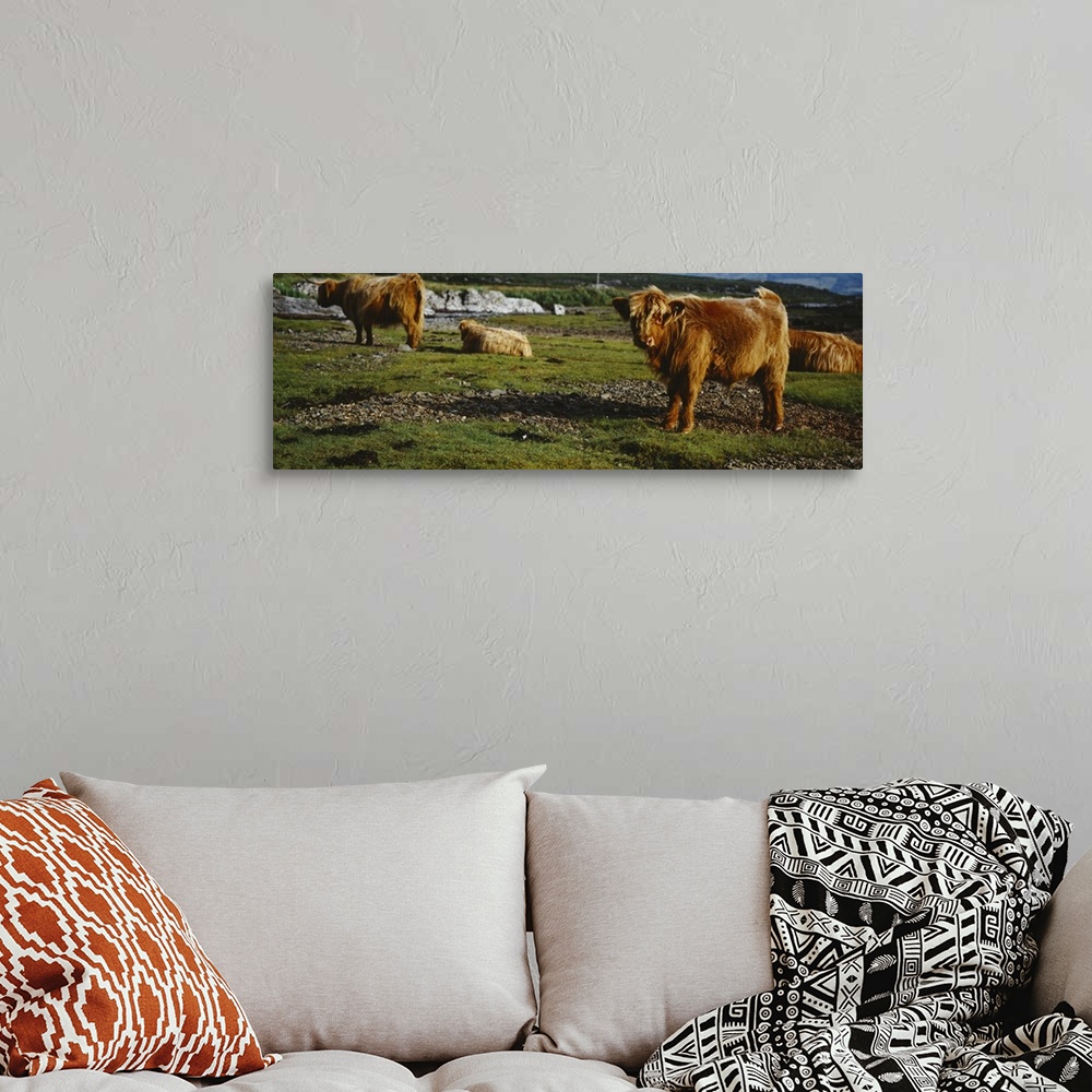 A bohemian room featuring Highland Cattle on a grassy field, Isle of Mull, Scotland