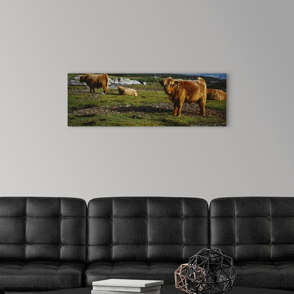 A modern room featuring Highland Cattle on a grassy field, Isle of Mull, Scotland