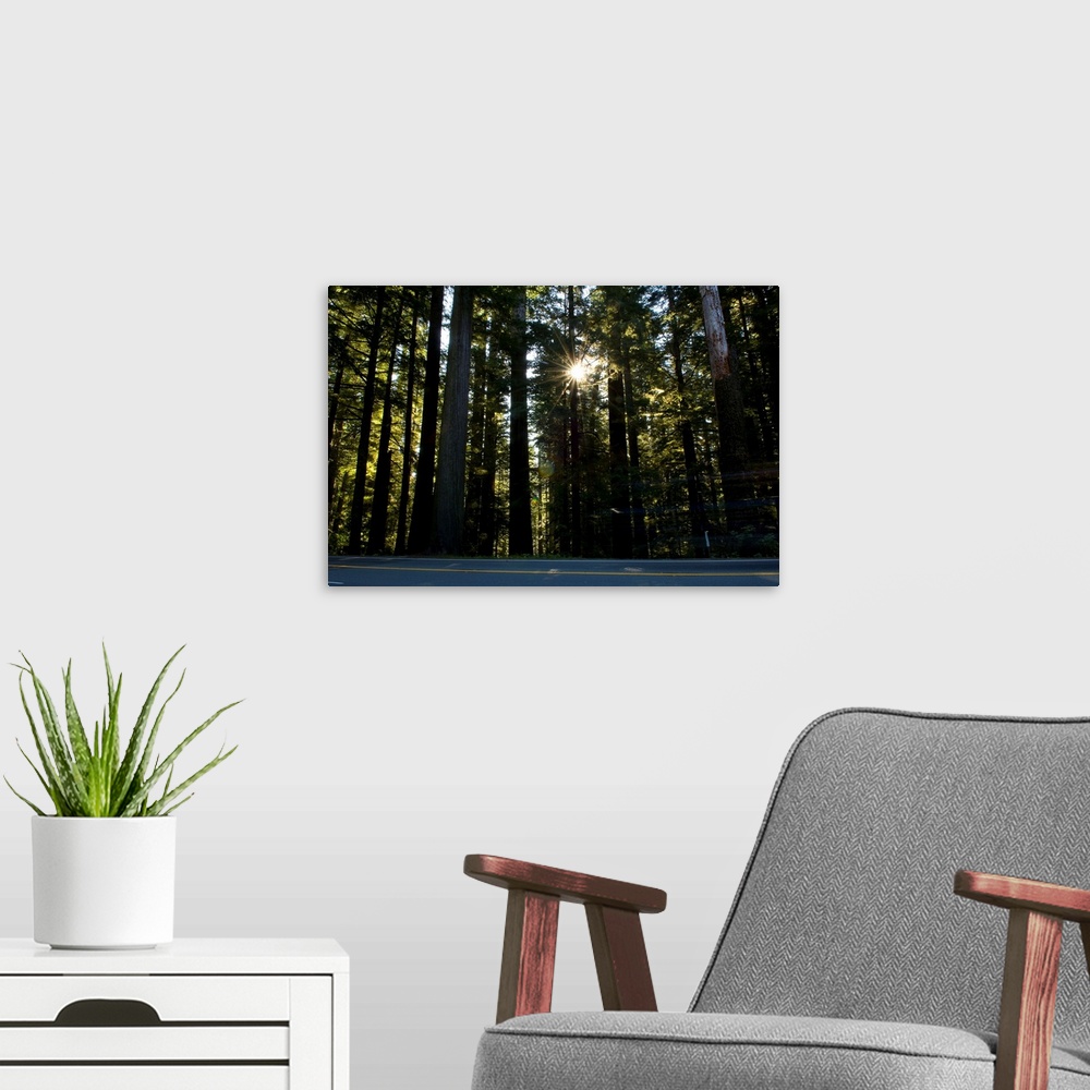 A modern room featuring Highway passing through a redwood forest, US Route 101, Del Norte Coast Redwoods State Park, Del ...