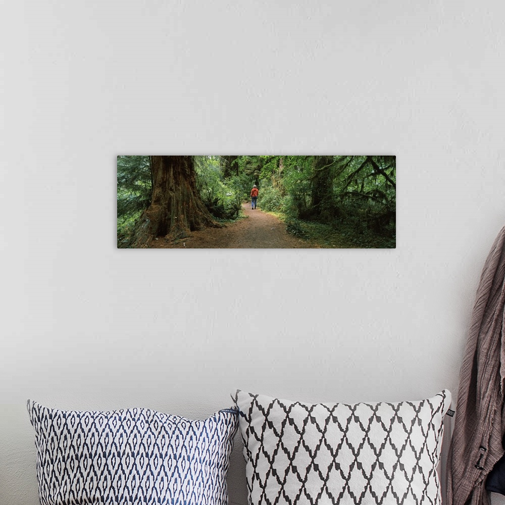 A bohemian room featuring Hiker walking in a forest, Redwood Forest, California