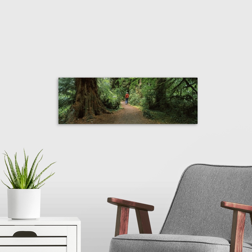 A modern room featuring Hiker walking in a forest, Redwood Forest, California