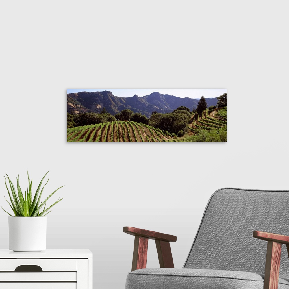 A modern room featuring Hilltop vineyard, Rockpile, Sonoma, California