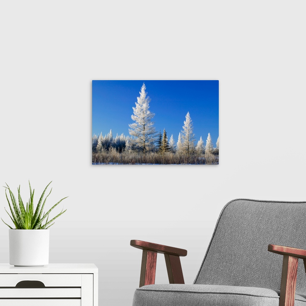 A modern room featuring Hoarfrost on tamarack trees, blue sky, Red Lake Wildlife Management Area, Minnesota