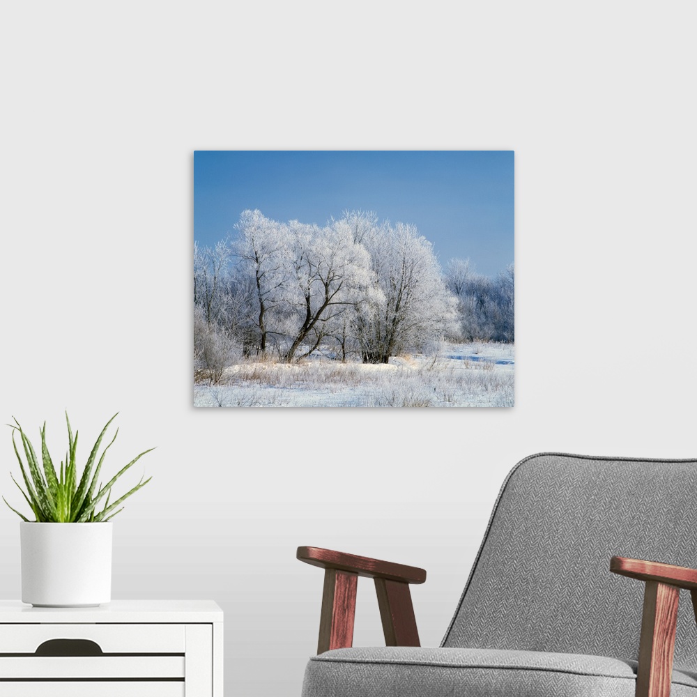 A modern room featuring Hoarfrost on trees, Iowa