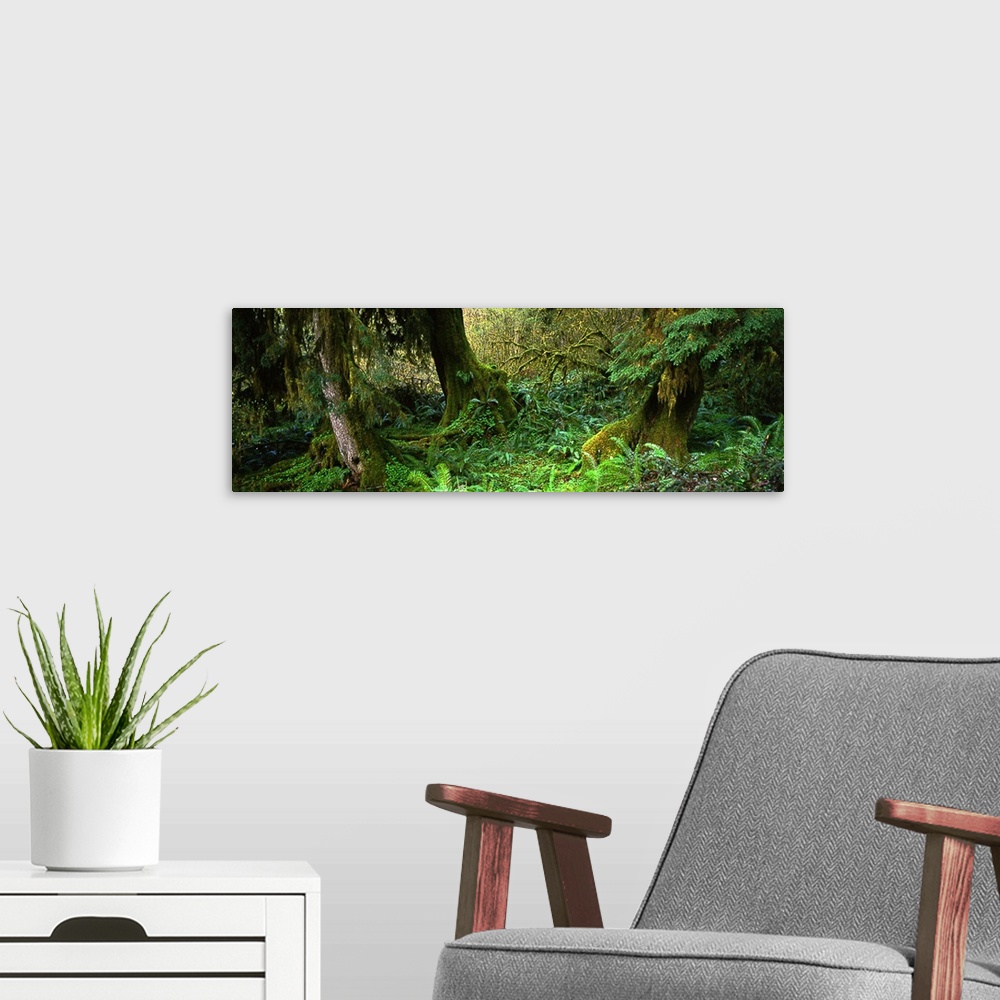 A modern room featuring Hoh Rain forest WA