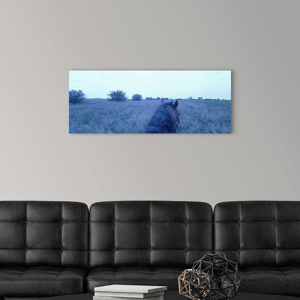 A modern room featuring Horse in a field, Illinois