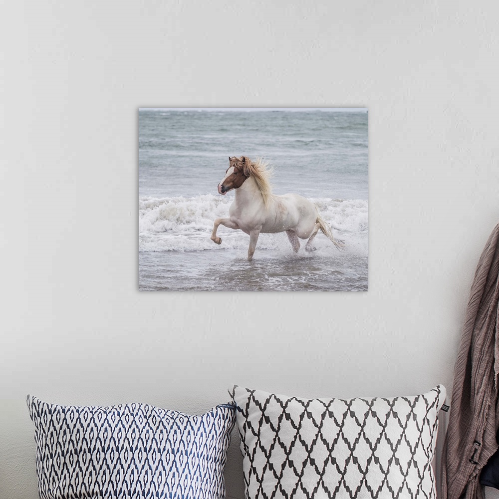 A bohemian room featuring Horse running on coastline, Iceland