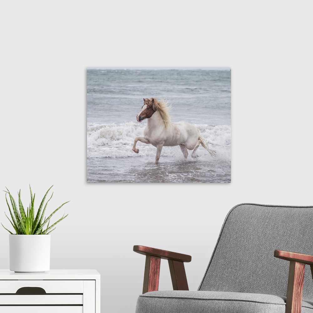 A modern room featuring Horse running on coastline, Iceland