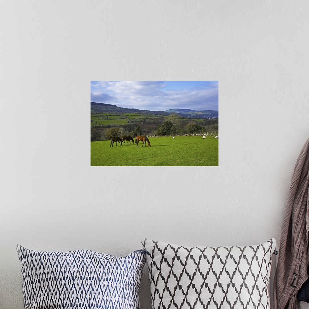A bohemian room featuring Horses and Sheep in the Barrow Valley, Near St Mullins, County Carlow, Ireland
