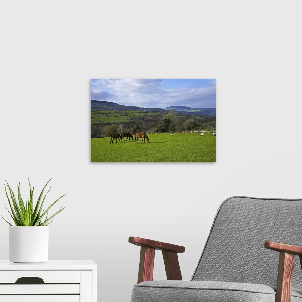 A modern room featuring Horses and Sheep in the Barrow Valley, Near St Mullins, County Carlow, Ireland