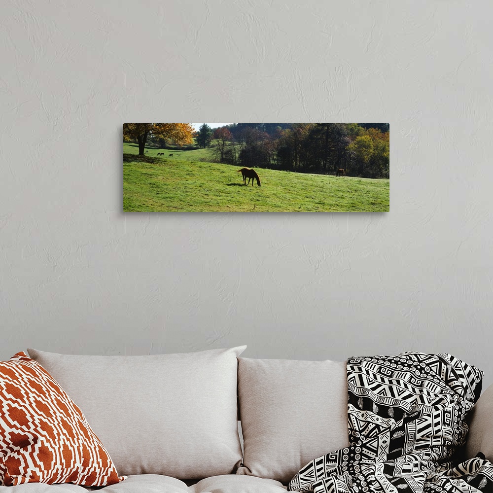 A bohemian room featuring Horses grazing in a field, Kent County, Michigan