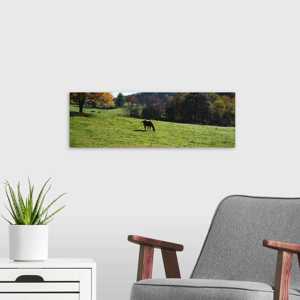 A modern room featuring Horses grazing in a field, Kent County, Michigan