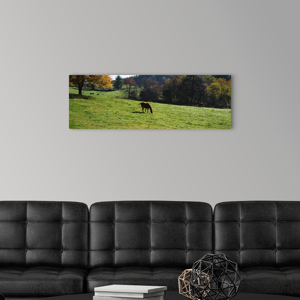 A modern room featuring Horses grazing in a field, Kent County, Michigan