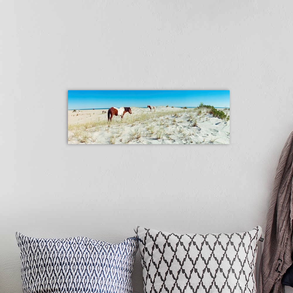 A bohemian room featuring Horses grazing on beach, assateague island, delmarva peninsula, maryland, USA.