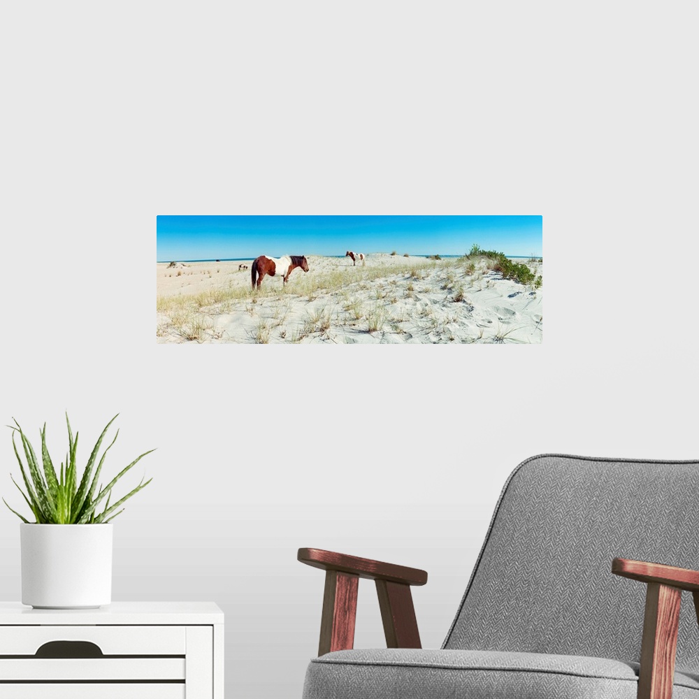 A modern room featuring Horses grazing on beach, assateague island, delmarva peninsula, maryland, USA.