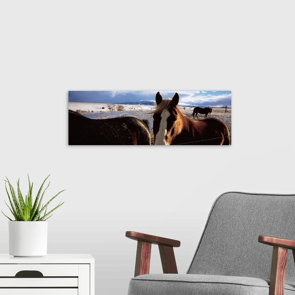 A modern room featuring Horses in a field, Montana