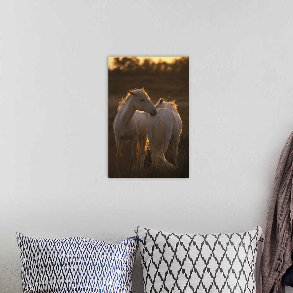 A bohemian room featuring Horses of Camargue
