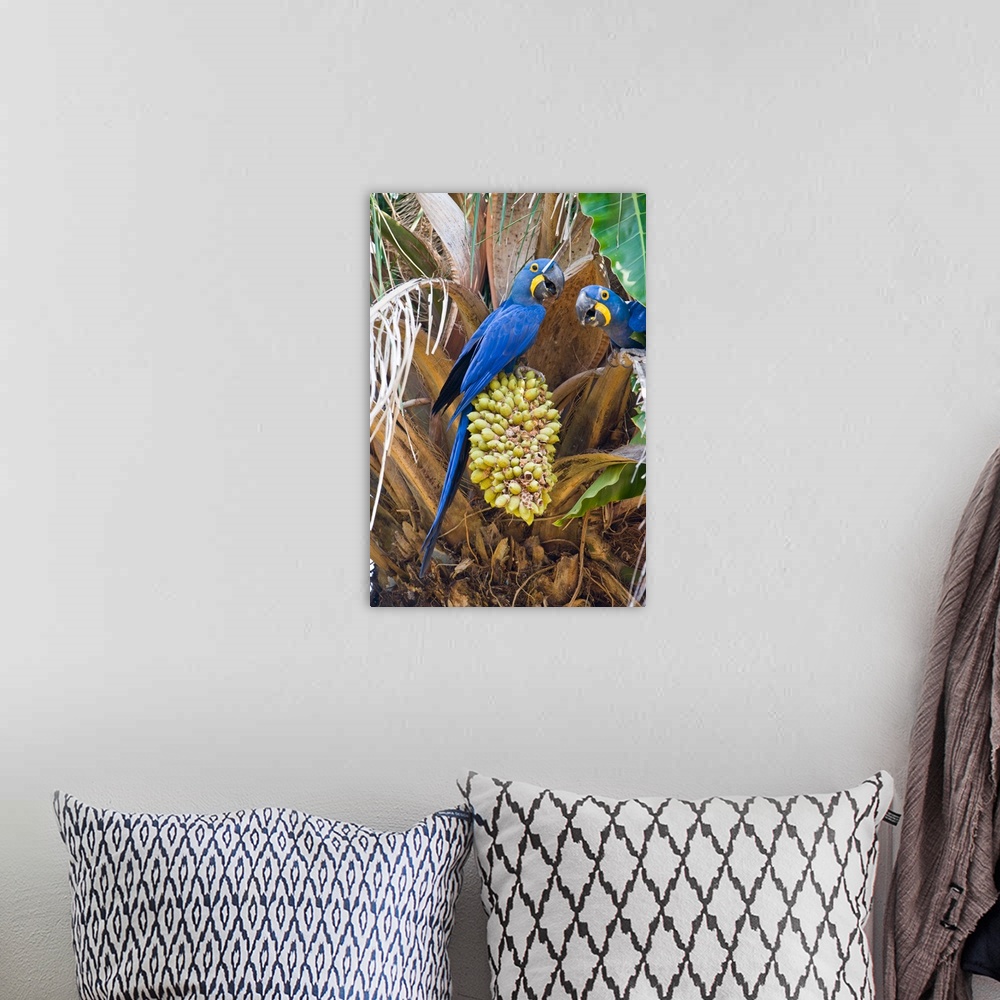 A bohemian room featuring Hyacinth macaws Anodorhynchus hyacinthinus eating palm nuts Three Brothers River Meeting of the W...