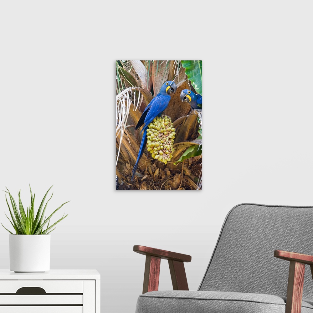 A modern room featuring Hyacinth macaws Anodorhynchus hyacinthinus eating palm nuts Three Brothers River Meeting of the W...
