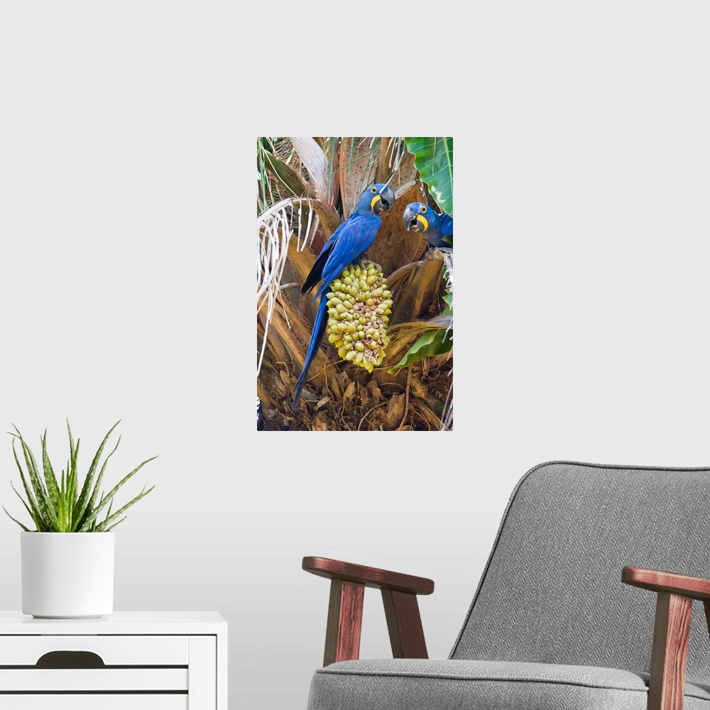 A modern room featuring Hyacinth macaws Anodorhynchus hyacinthinus eating palm nuts Three Brothers River Meeting of the W...